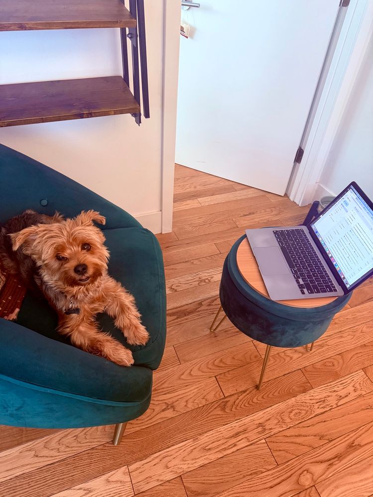 Dog sitting in front of laptop 