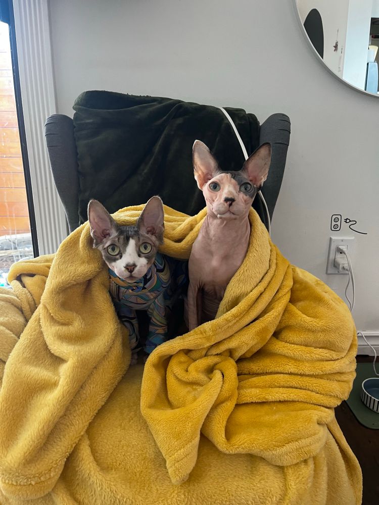 Two sphynx cats sit on a chair wrapped in a yellow blanket