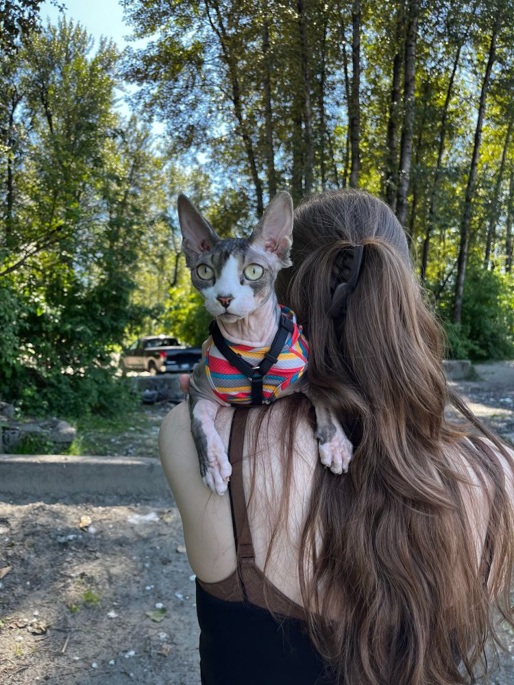 A grey and peach sphynx leans on his mothers shoulder, he’s wearing a yellow, grey and red striped shirt and a harness