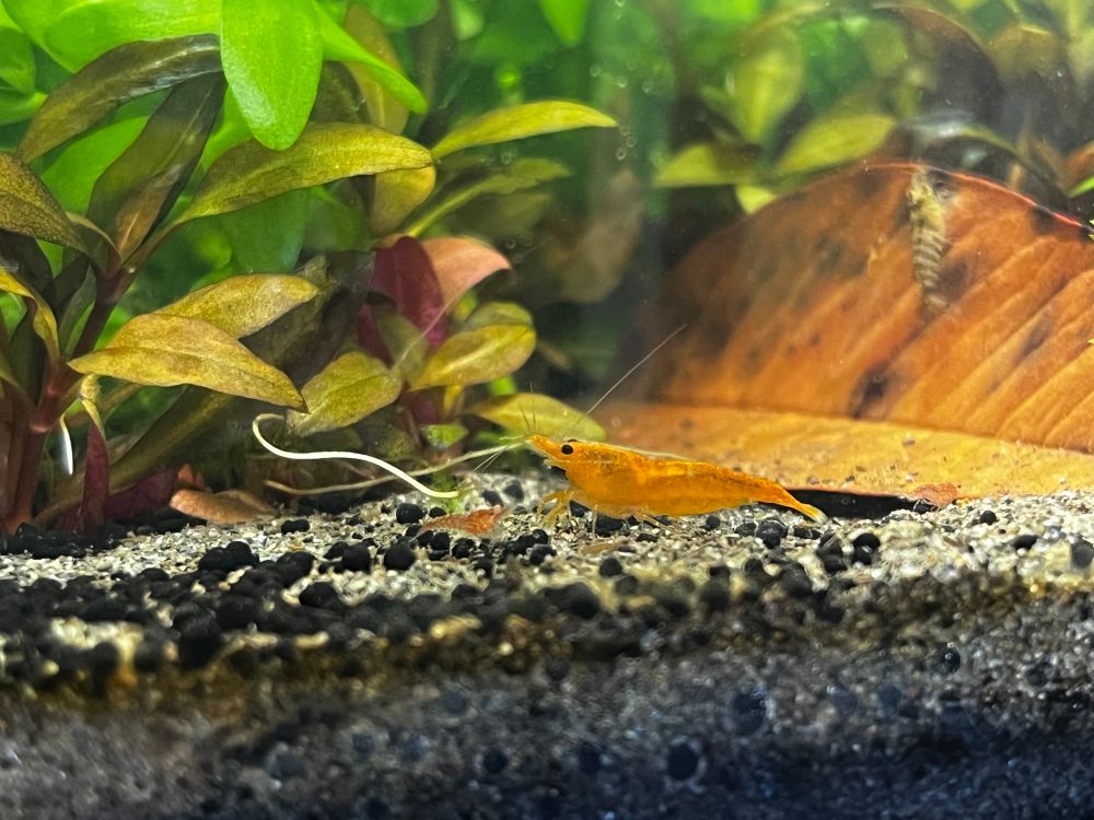 Two shrimp stand on sand, one big sunkist and one baby red shrimp