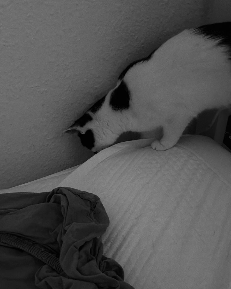 Eine schwarz weiße Katze steht auf der Matratze und guckt in die Ecke zwischen Wand und Matratze wo das Bettlaken gespannt werden muss. Das Bettlaken liegt vor ihr, dass über die Ecke muss 