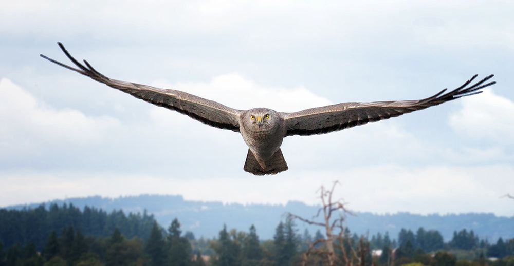 Male Northern Harrier aka the Gray Ghost flies over me. 