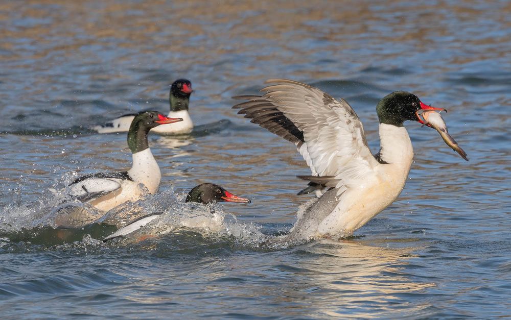 Common mergansers chasing another merganser trying to take away its fish. 