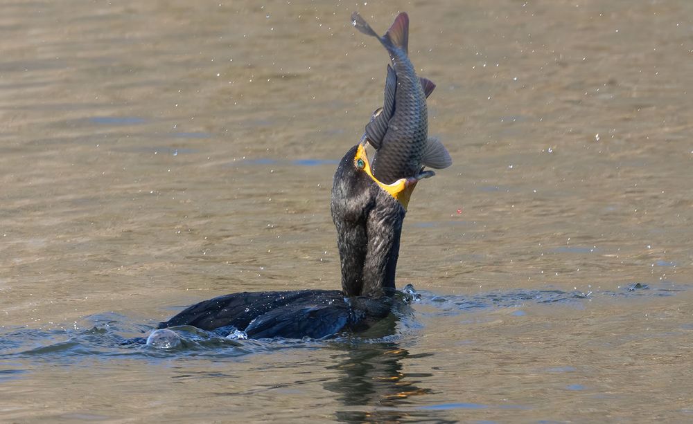 Cormorant catches a huge fish and eventually swallows it. 