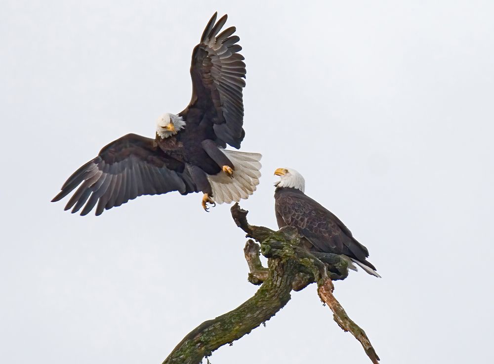 Bald eagle landing on a branch next to its mate.  