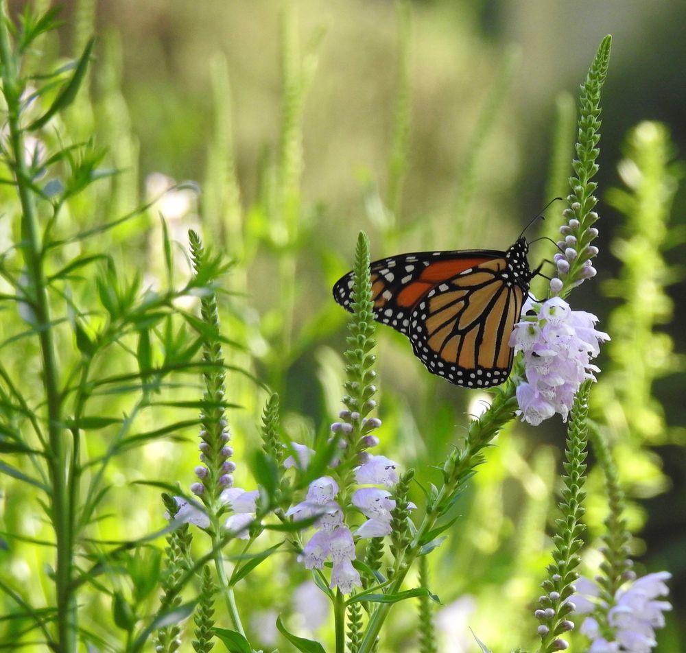 A monarch butterfly on a pink flower of an obedient plant in a garden with many other budding and blooming obedient plants. 
