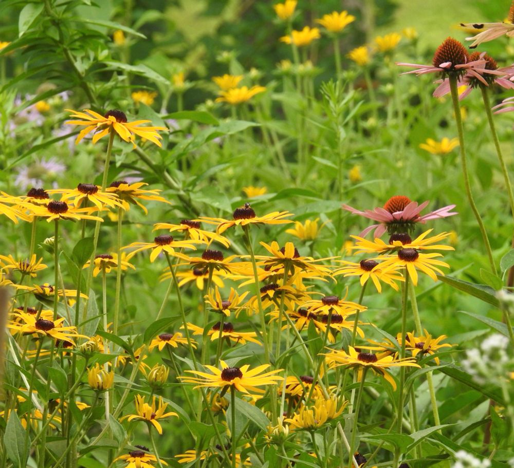 Our garden with yellow flowers, both coneflowers and black-eyed Susans, with a few purple coneflowers and bee balm. Lots of green foliage. 