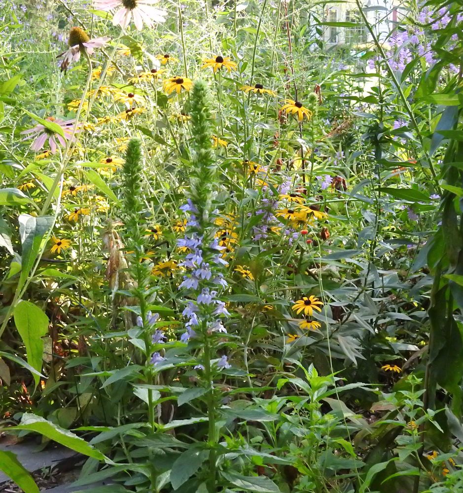 Our wild native plant garden with great blue lobelia, the yellow of black-eyed Susans, the pink of obedient plants, fading coneflowers with good seed heads, and lots of foliage from many more plants. 