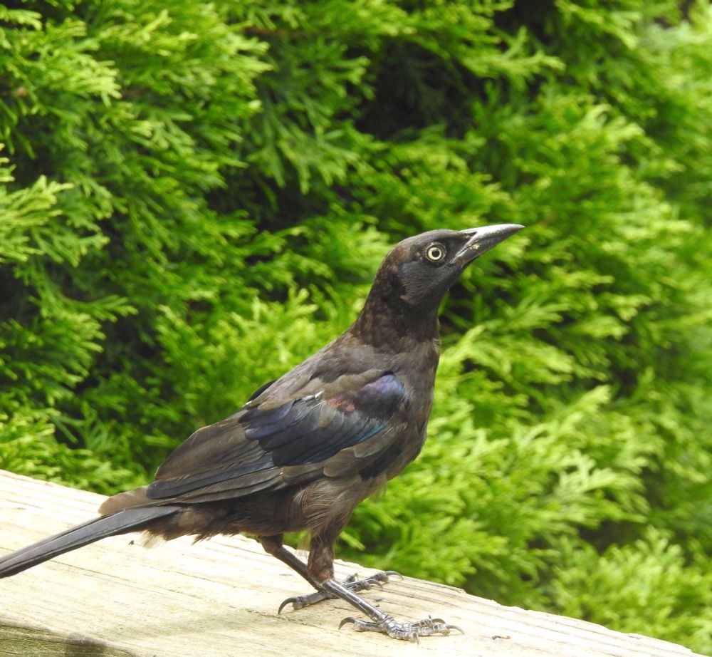 A Common Grackle standing on  wood railing with the green foliage of a tree behind it. 
