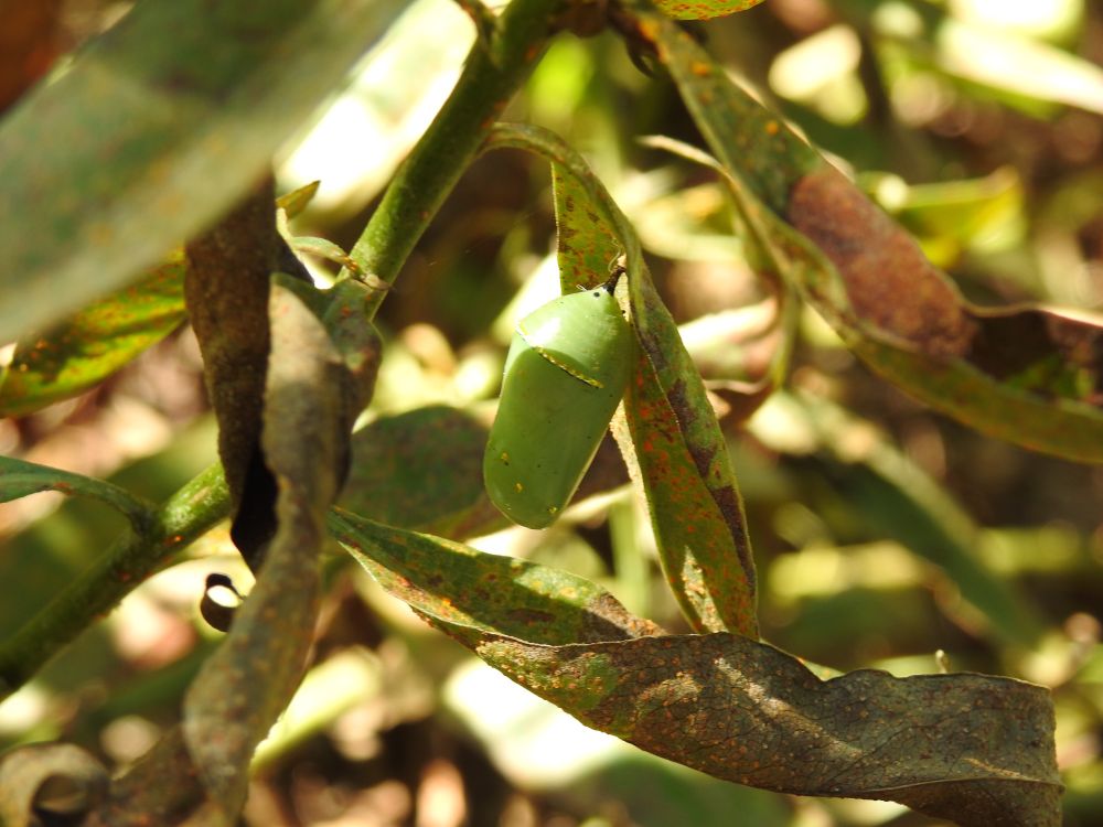 A green chrysalis suspended from a leaf that is spotted with rust (I think) and dying, as is the entire showy goldenrod plant. 