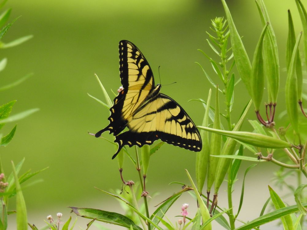 A yellow and black swallowtail butterfly on a swamp milkweed plant that has a tiny blossom peaking out from behind the butterfly. Milkweed pods have formed and will spread seed puffs later this summer. 