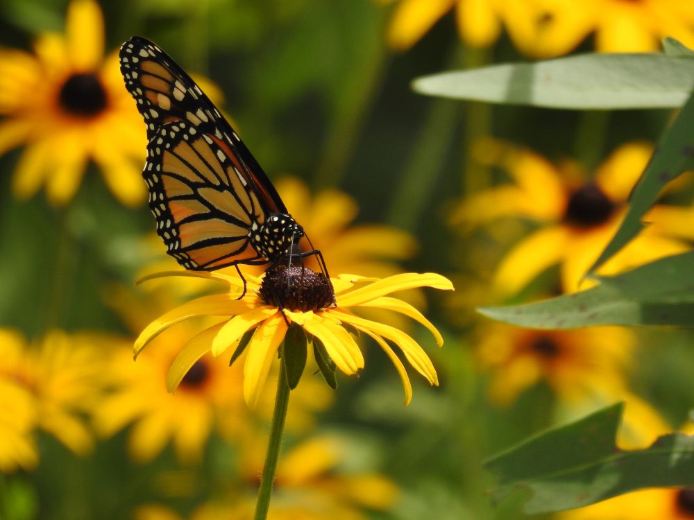 A monarch butterfly on a black-eyed Susan in the foreground with lots of other black-eyed Susans fuzzily out of focus in the background. A bright yellow and orange scene. 