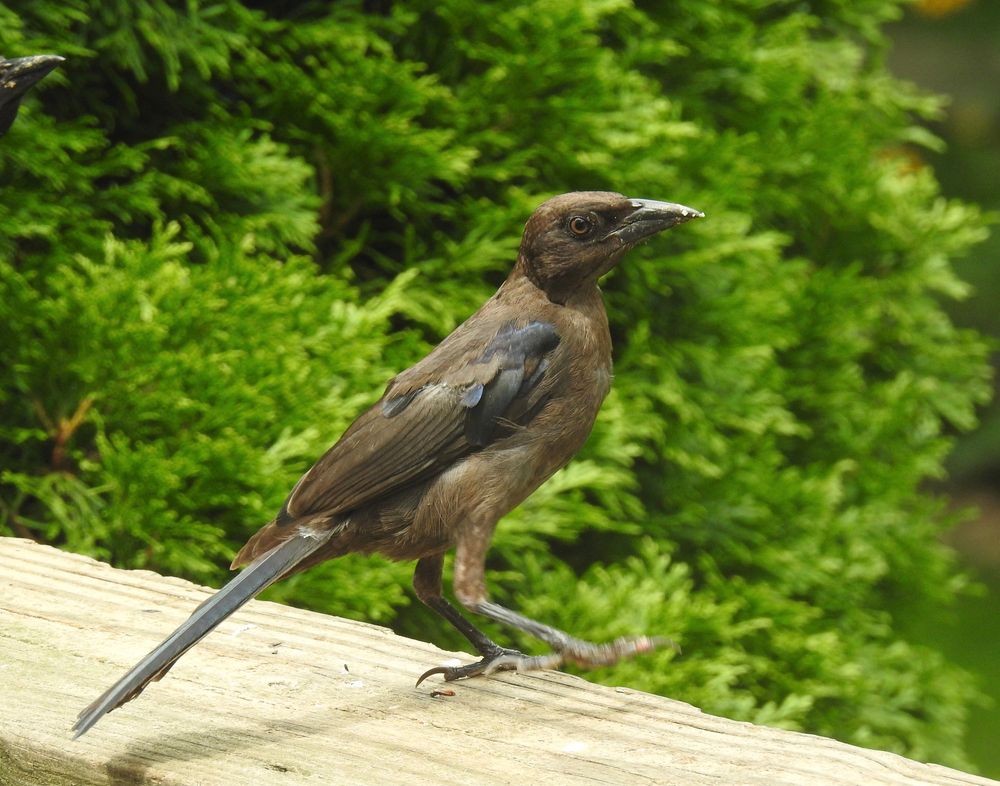 Another Common Grackle getting ready to take off, one foot in the air, from the wood railing. 