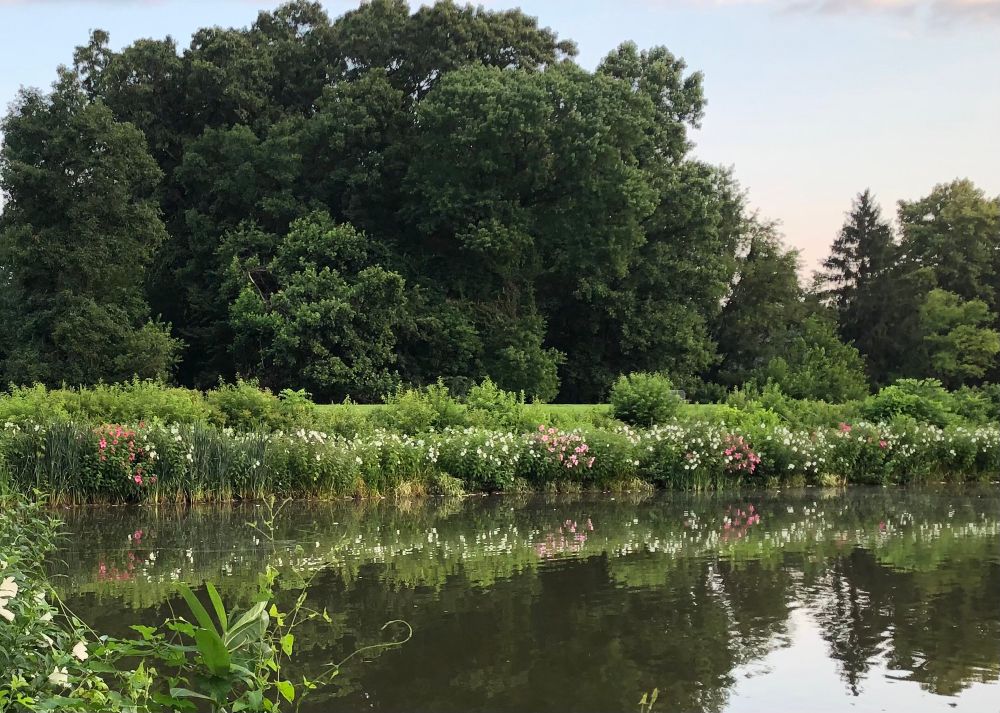 Marshmallow plants, some with large white flowers and some with large pink flowers, edging a lake and reflecting in the water. Large oak trees are in the background. 