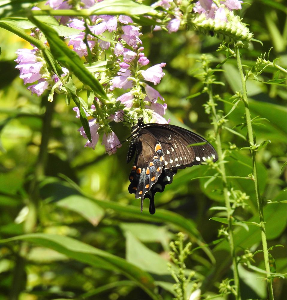 A black swallowtail butterfly with its white and orange dots along the edges of its wing and a blue dusting among the dots. Its black body is dotted with white. It’s getting nectar from the clustered pink flowers of an obedient plant. Green foliage throughout. 