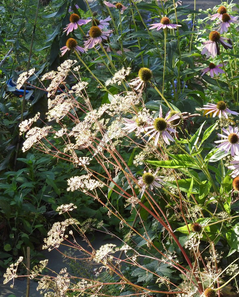 The seed heads of parsley and purple coneflowers in the early morning sun. 