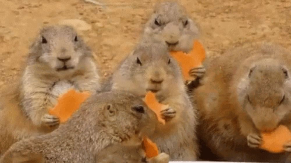 a group of ground squirrels are eating carrots on the ground .