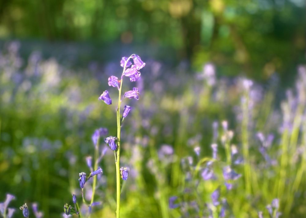 Sunlit bluebells in woodlands 