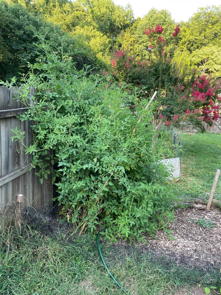 a couple of tomato plants have grown so large they look like a bush
