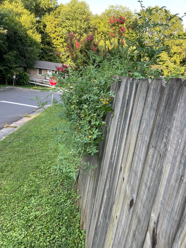 tomato vines have grown over the back of the wooden fence, cascading with small bright fruits