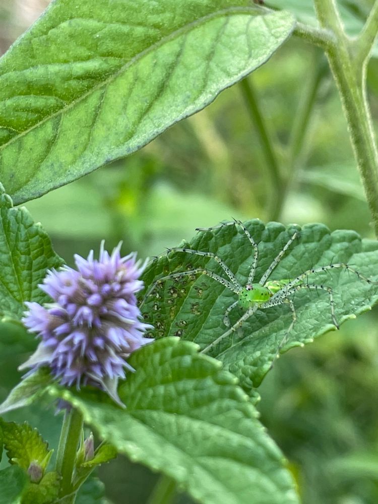 A lime green spider is perched on a leaf next to a purple flower. The spider is well-camouflaged. Its legs are covered in formidable spike-like bristles.