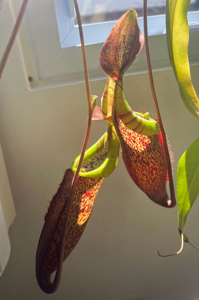 Two large red and green nepenthes pitchers dangling in front of a window.