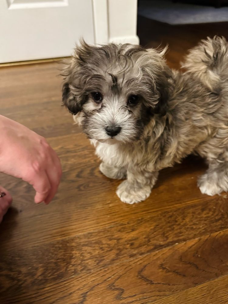 A very cute and fluffy grey, black, and white puppy standing on a hardwood floor looking at the camera with his soulful little eyes 