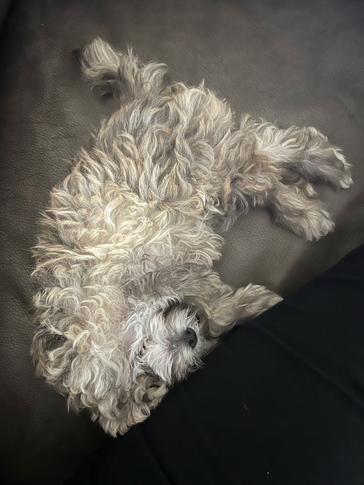 A very cute and fluffy grey, black, and white puppy rolled over on his tummy on the couch, next to a person’s leg. 