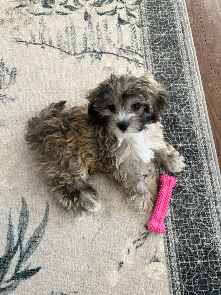 A small grey, black, and white puppy sitting on a rug next to his pink bone chew toy and looking sweetly up at the camera. 