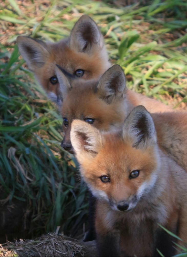 3 fox kits lined up in front of their den