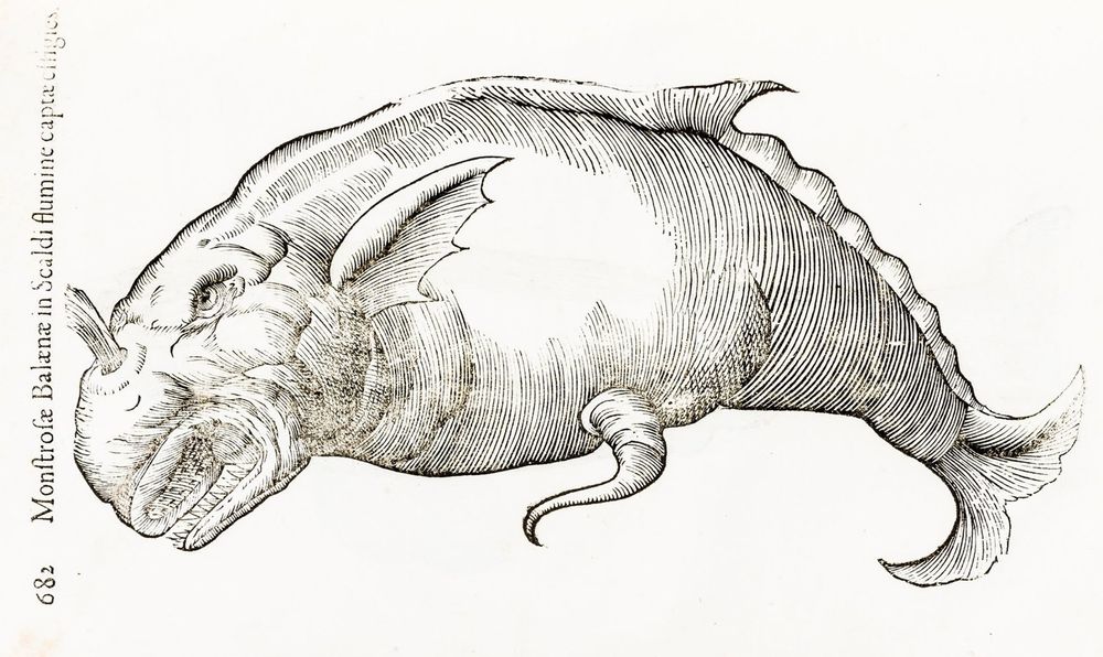 Whale with a tentacle from Ulisse Aldrovandi, De piscibus libri v. et de cetis lib. unus (1638 edition)

