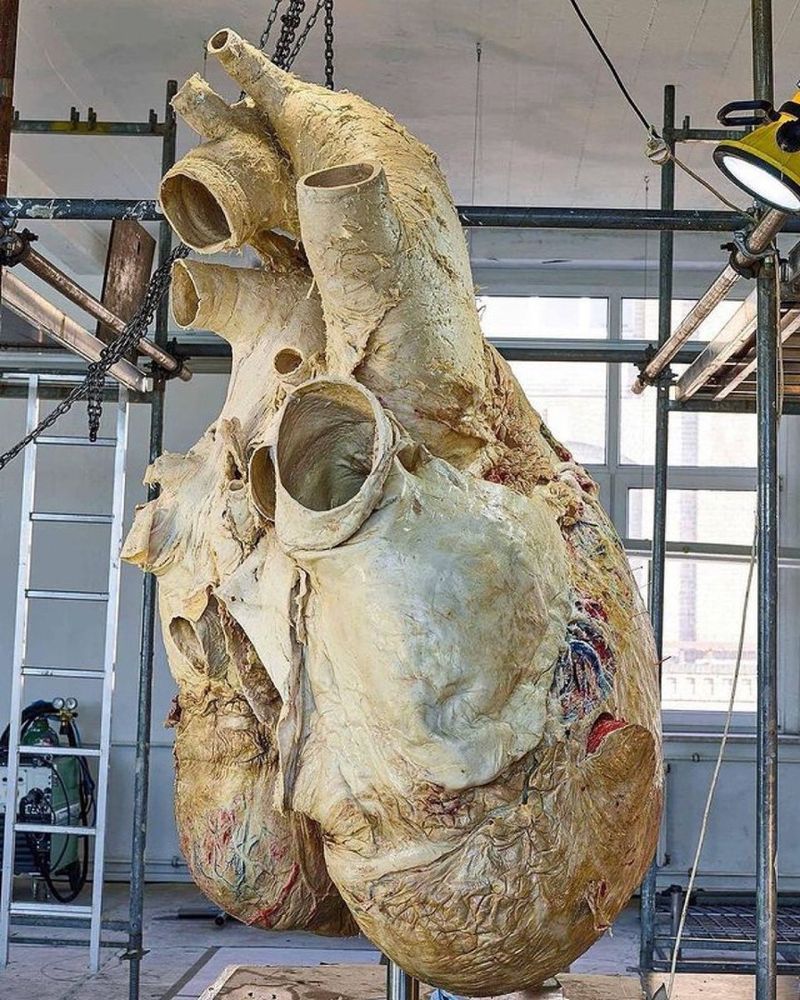 Blue whale heart (Royal Ontario Museum)