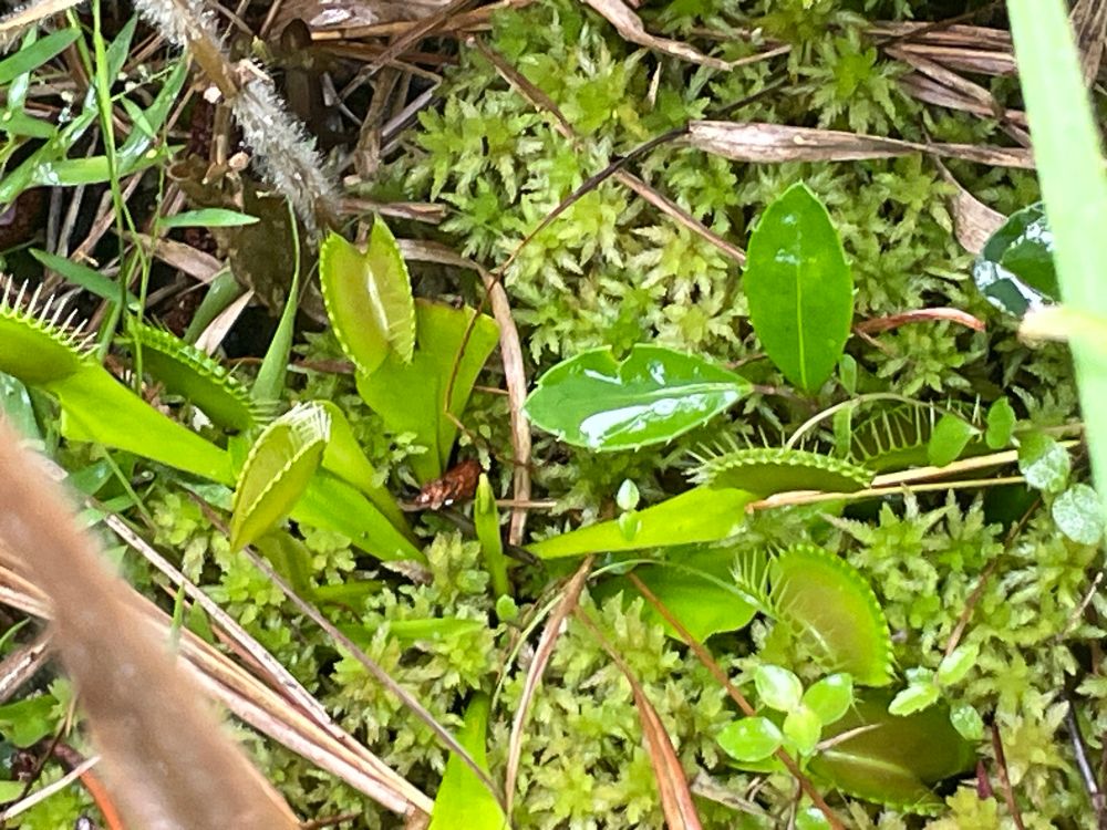 Wet Venus fly traps on a bed of moss