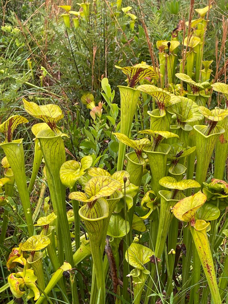 A profusion of yellow pitcher plants 