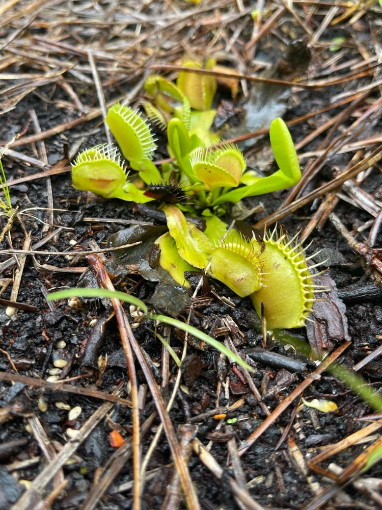 Wet Venus fly traps