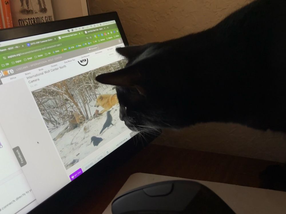 The cat is now fully on the desk sniffing at the crow on the computer screen. Apparently, cat is oblivious to the white wolf, the main reason I’m watching. 