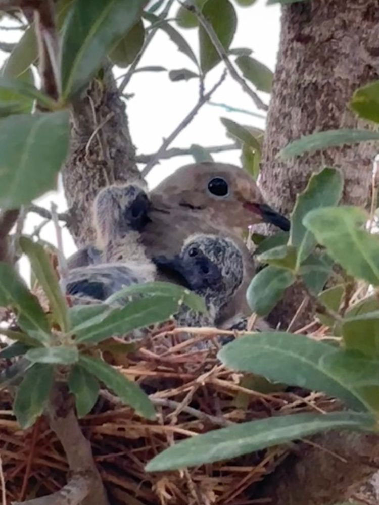 The mama mourning dove in the nest with two babies. One is pecking at mom, the other is facing him. Mom has an eye on the camera. 