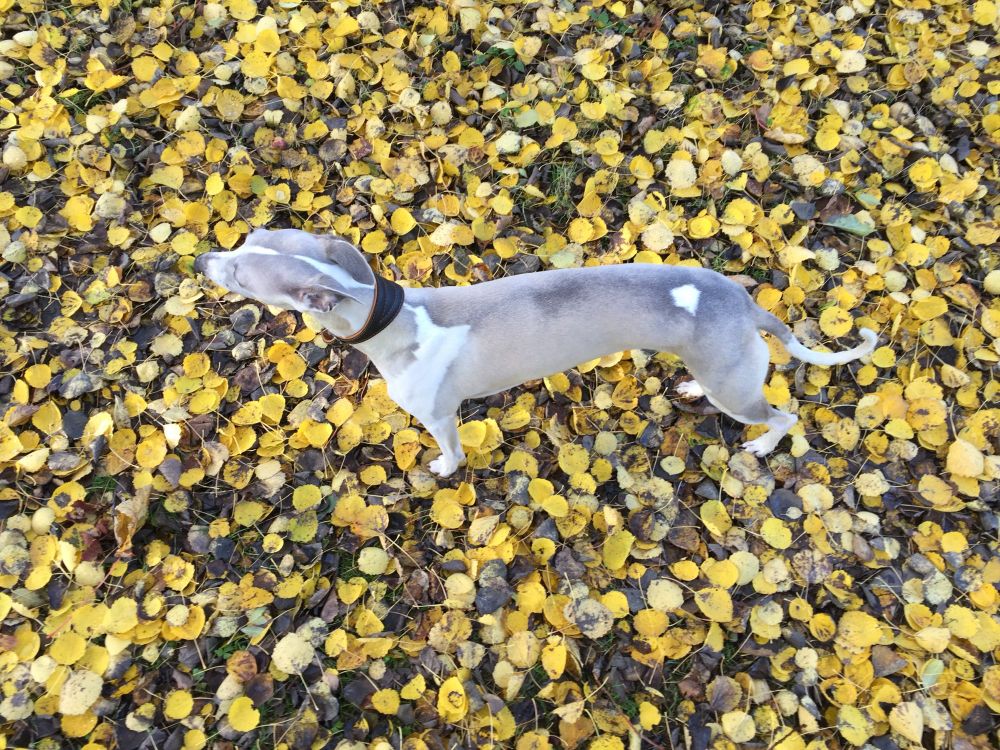 A fawn particoloured Whippet stands amongst yellow autumn leaves and his photograph is taken from above to show his magnificent colours 