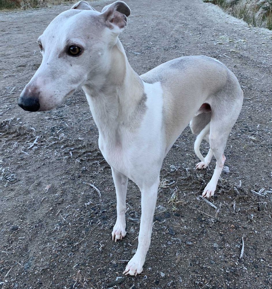 A fawn particoloured Whippet is standing getting his picture taken, he’s the perfect statue as he gets photographed from different directions for a needle felt commission 