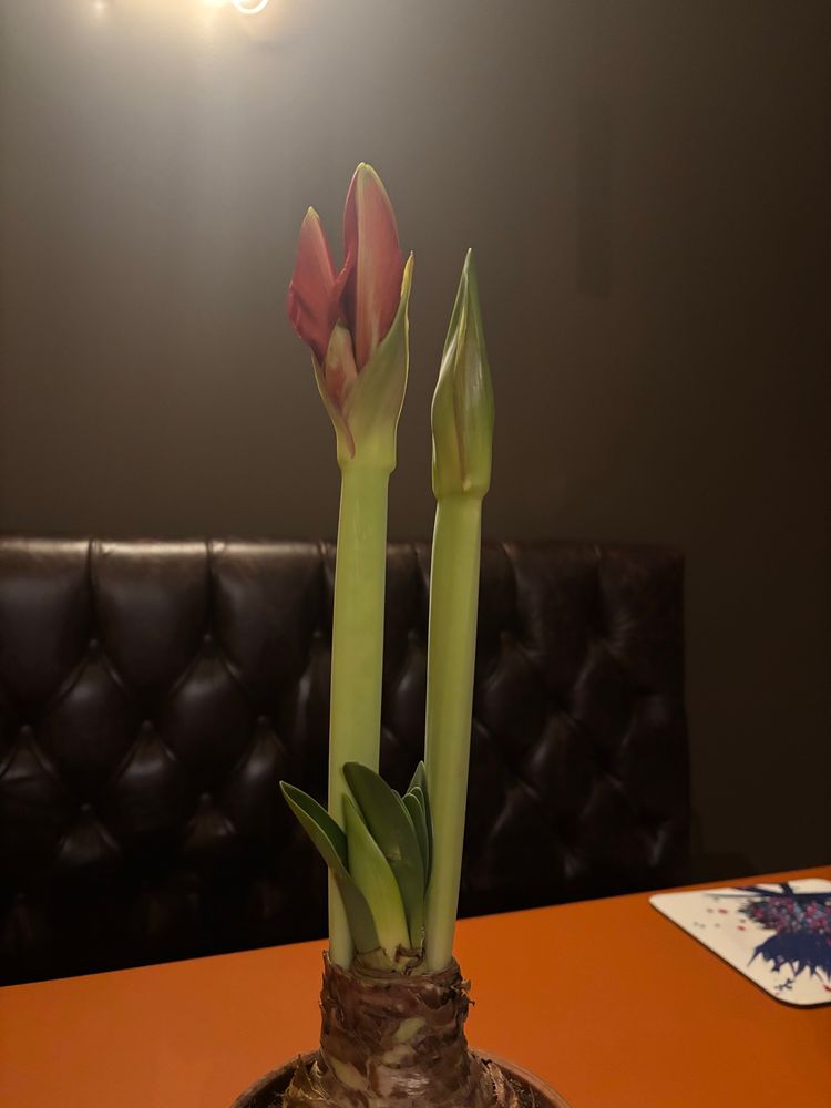 An Amaryllis at early stages of flowering. It has two flower spikes which show a tantalising shade of red