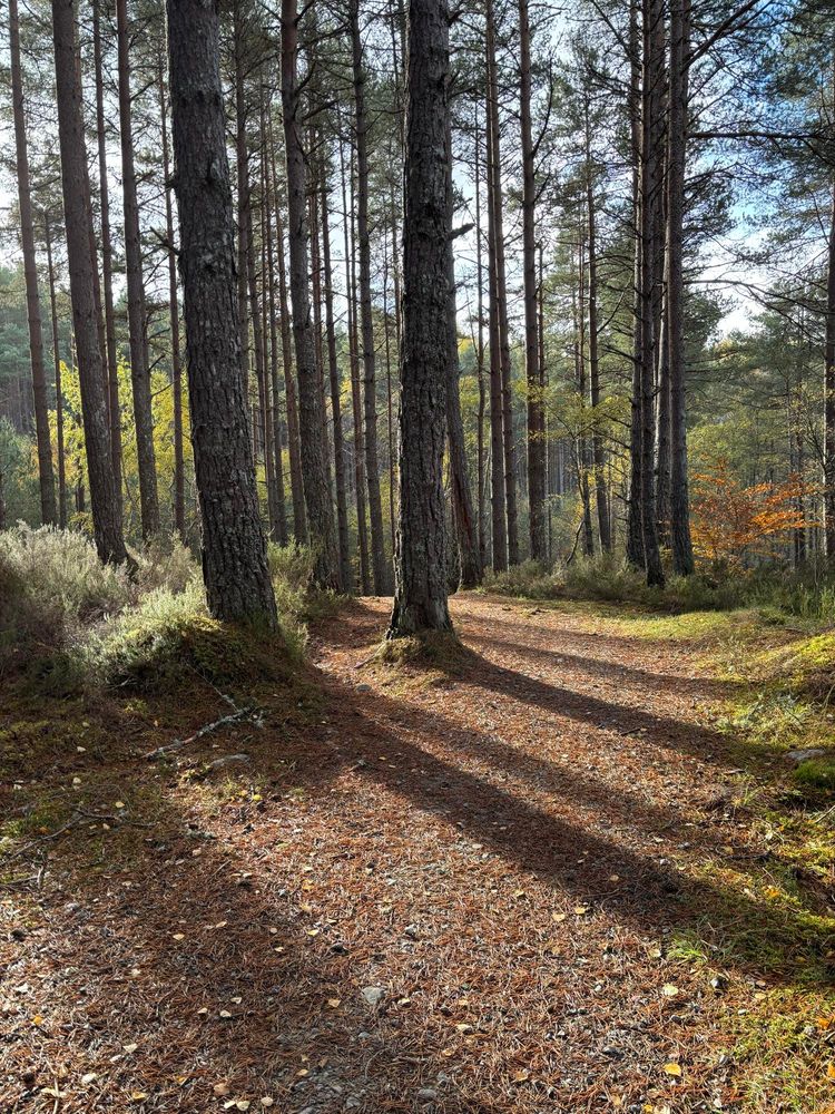 A woodland scene in Achilty Woods in the West Highlands. The sun is casting shadows from the pine woods. The path is littered with pine needles and leaves