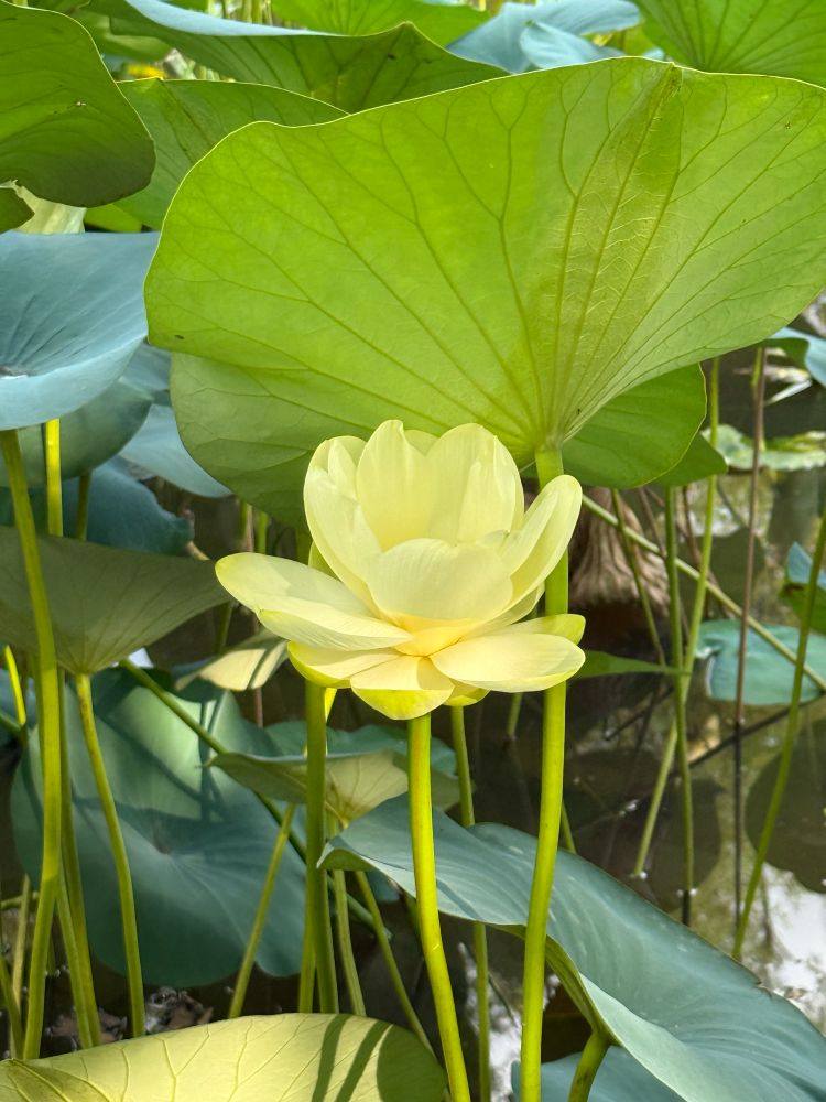 yellow american lotus among leaves