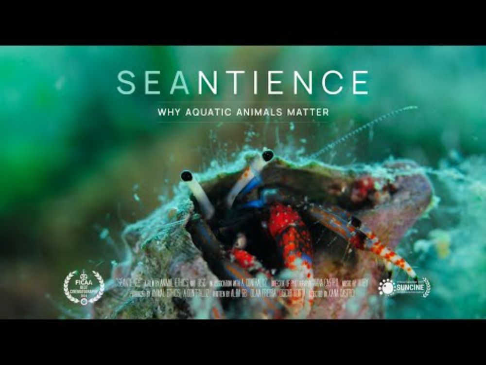 Seantience | A Documentary about the sentience of aquatic animals