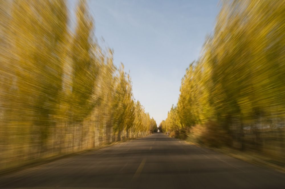 green trees on the road near Dunhuang