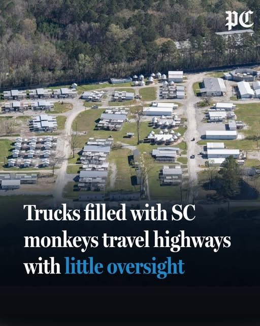 Post & Courier headline reading 'Trucks filled with SC monkeys travel highways with little oversight' over an image of an industrial park. 