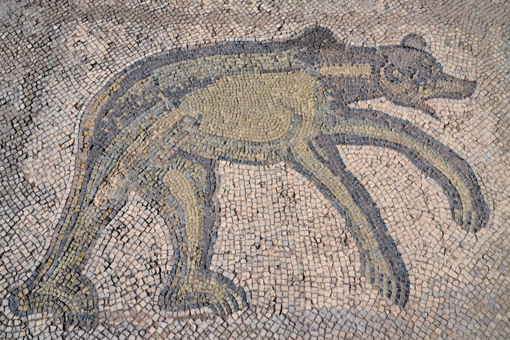 Fourth-century AD bear mosaic on the pavement of the theatre's orchestra built during the co-rule of Marcus Aurelius and Lucius Verus (AD 161–169). Bulla Regia, Tunisia.