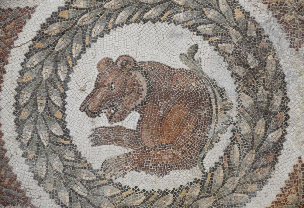Medallion with a bear, from a mosaic portraying animals in the House of the Protomes in Thuburbo Majus. Dated to the 4th century AD.
National Museum of Bardo, Tunisia.
