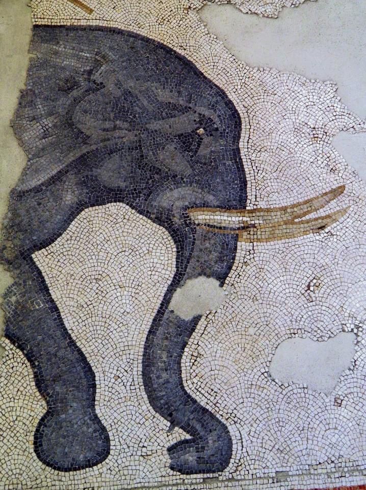 Detail of an elephant, from the 6th-century AD mosaic floor of Constantinople's Great Palace in Istanbul.