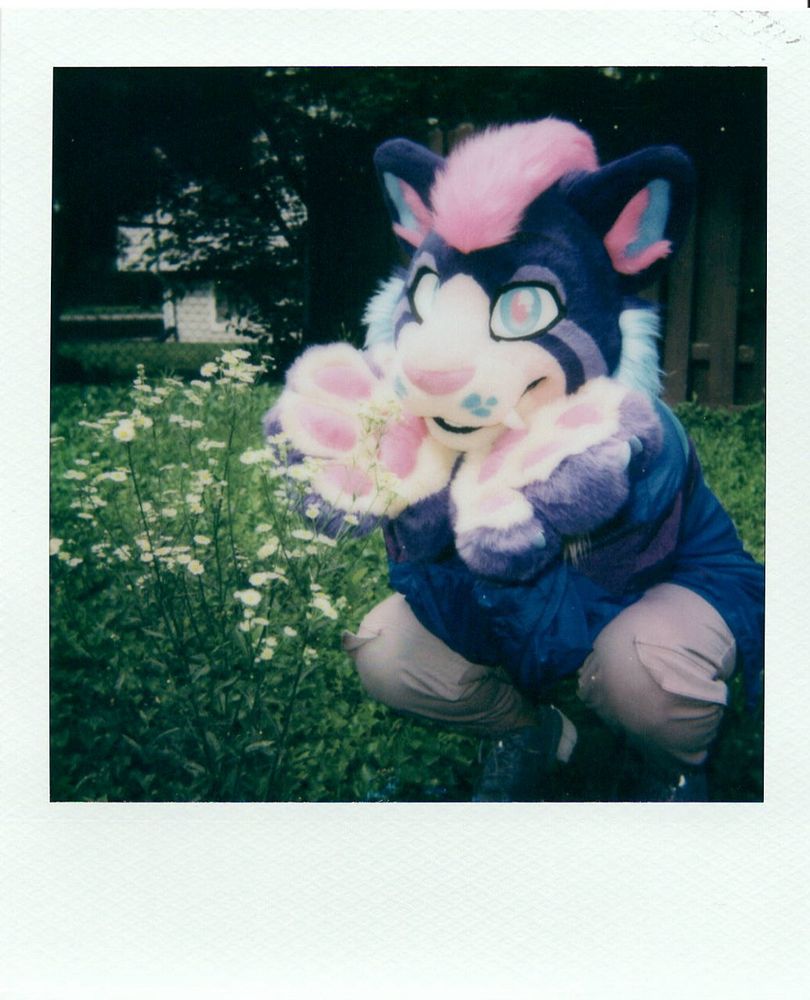 Keun, a purple, blue, and pink sabertooth crouched down by a cluster of white flowers. You can tell that they’re white flowers because of the way they are. Neat!