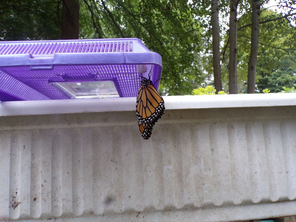 Monarch butterfly hatched